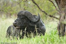 Afrikanischer Büffel (84 von 102).jpg